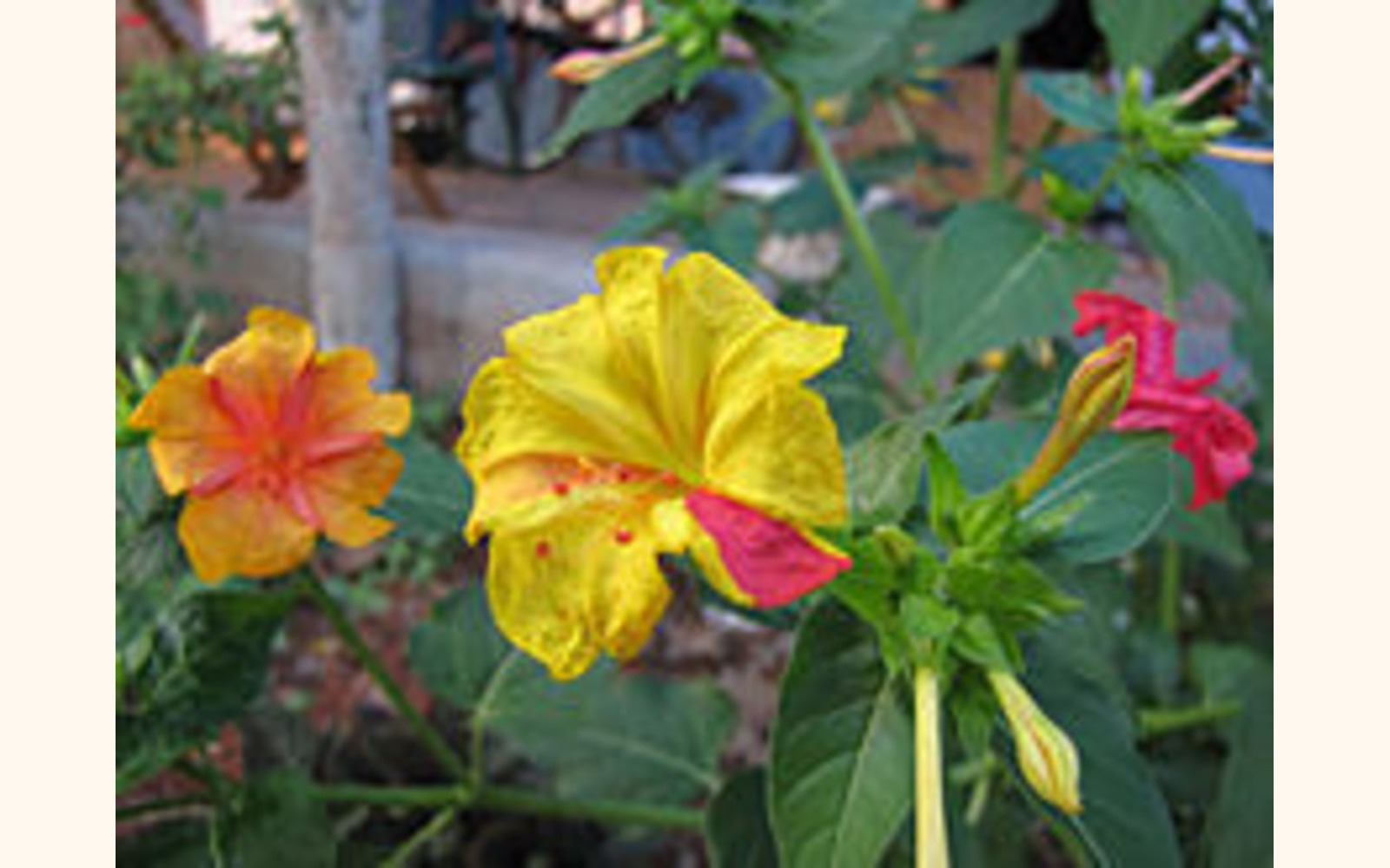 Slider_big_220px-mirabilis-jalapa-in-different-colors
