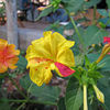 Thumb_220px-mirabilis-jalapa-in-different-colors