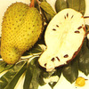 Soursop, Prickly custard apple 