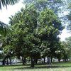Thumb_220px-breadfruit_tree