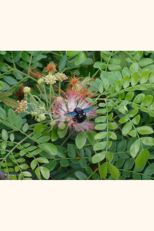 Slider_flower___flower_buds-_samanea_saman_i_img_3407