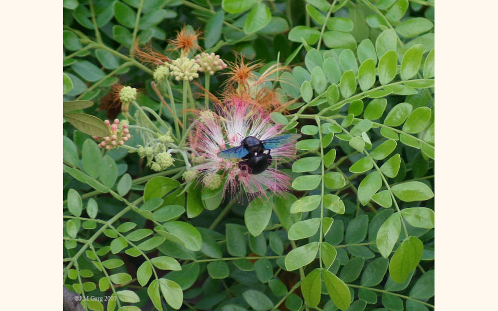 Slider_big_flower___flower_buds-_samanea_saman_i_img_3407