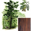 Thumb_cocobolo-1