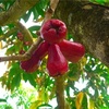 Mountain apple: Malay, Water, or Rose apple 