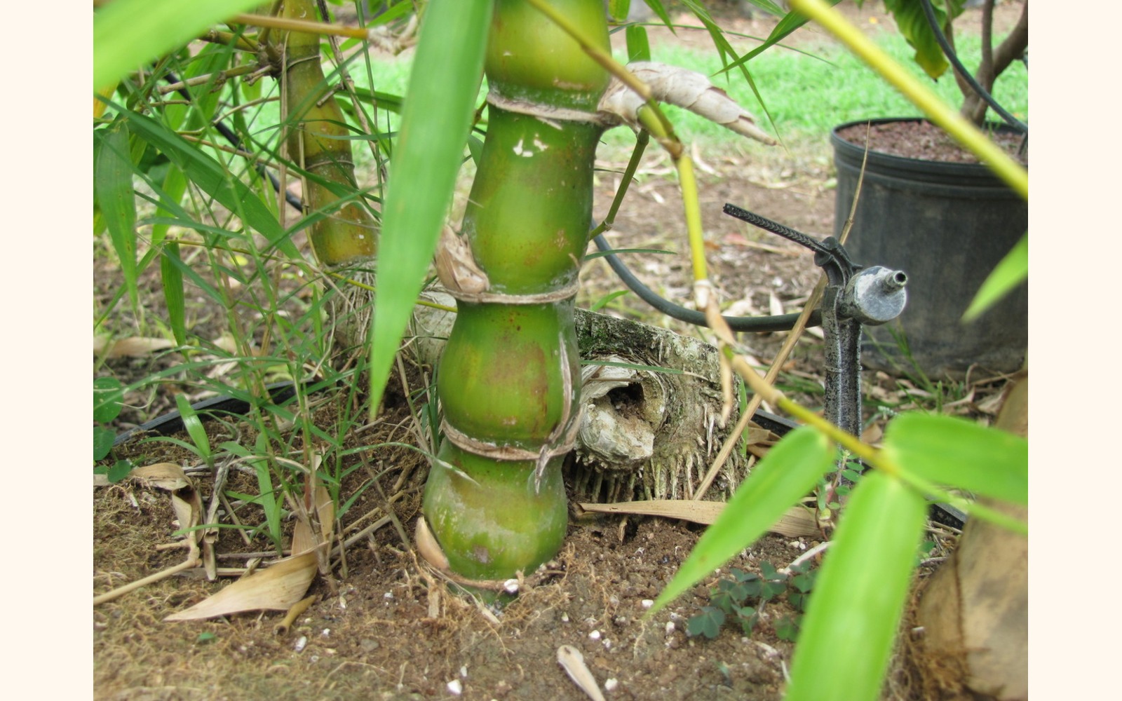 Slider_big_buddha_belly_bamboo__bambusa_vulgaris_wamin__trunk