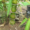 Thumb_buddha_belly_bamboo__bambusa_vulgaris_wamin__trunk