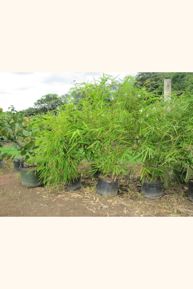 Slider_buddha_bely_bamboo__bambusa_vulgaris_wamin__2