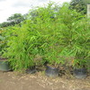 Thumb_buddha_bely_bamboo__bambusa_vulgaris_wamin__2