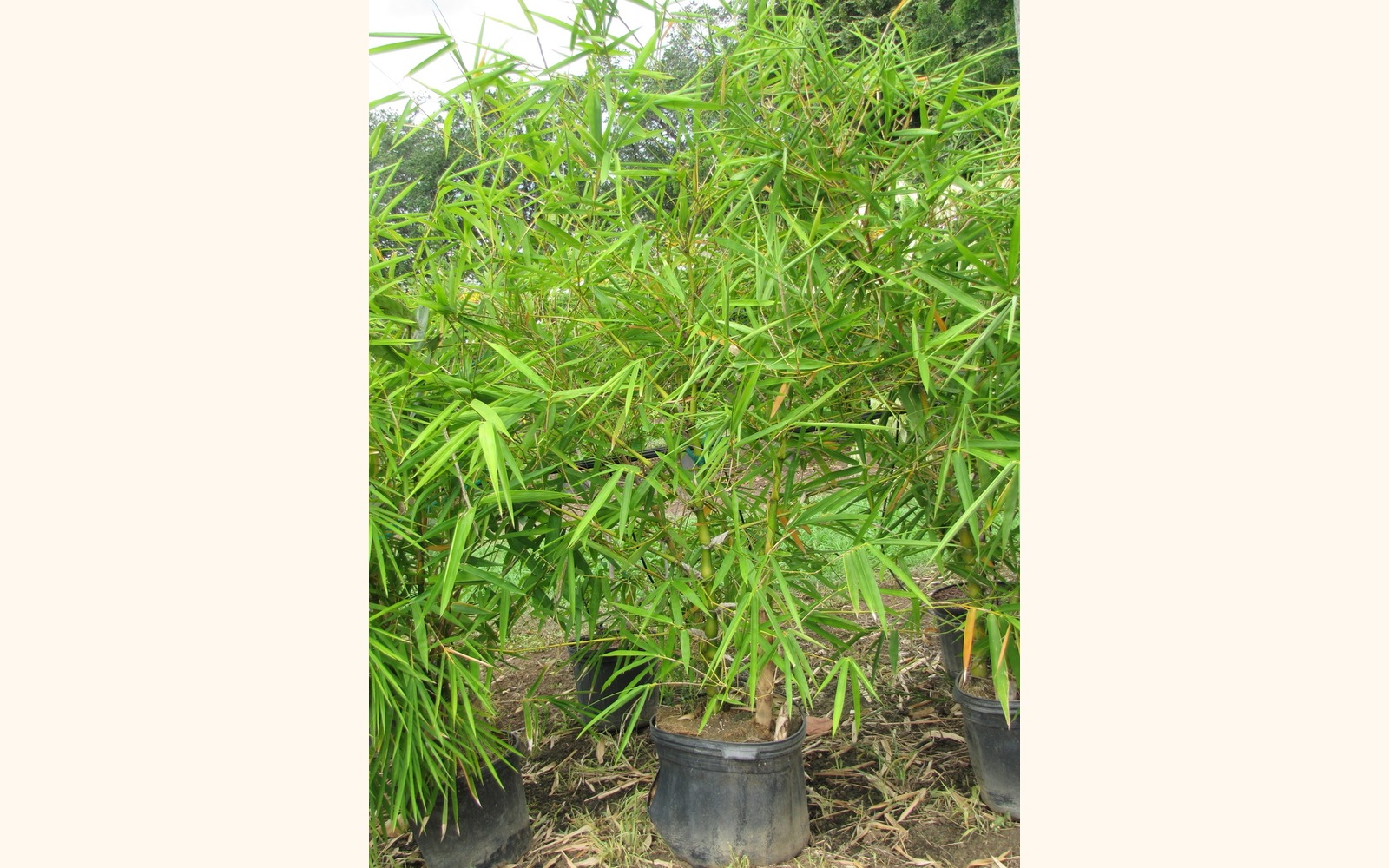 Slider_big_buddha_belly_bamboo__bambusa_vulgaris_wamin__3