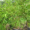 Thumb_buddha_belly_bamboo__bambusa_vulgaris_wamin__3