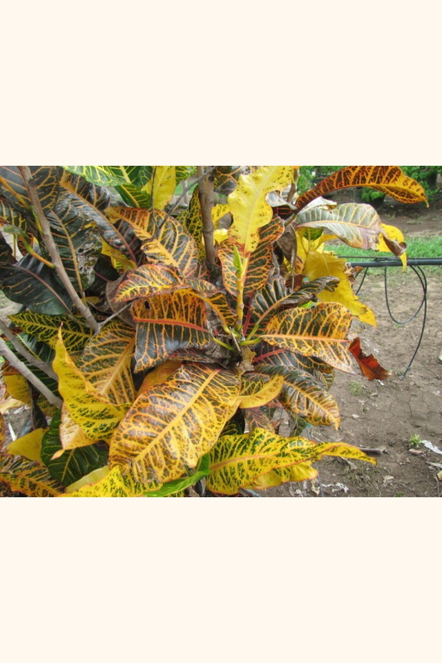 Slider_croton_yellow_leaf_2__croton_variegatum_