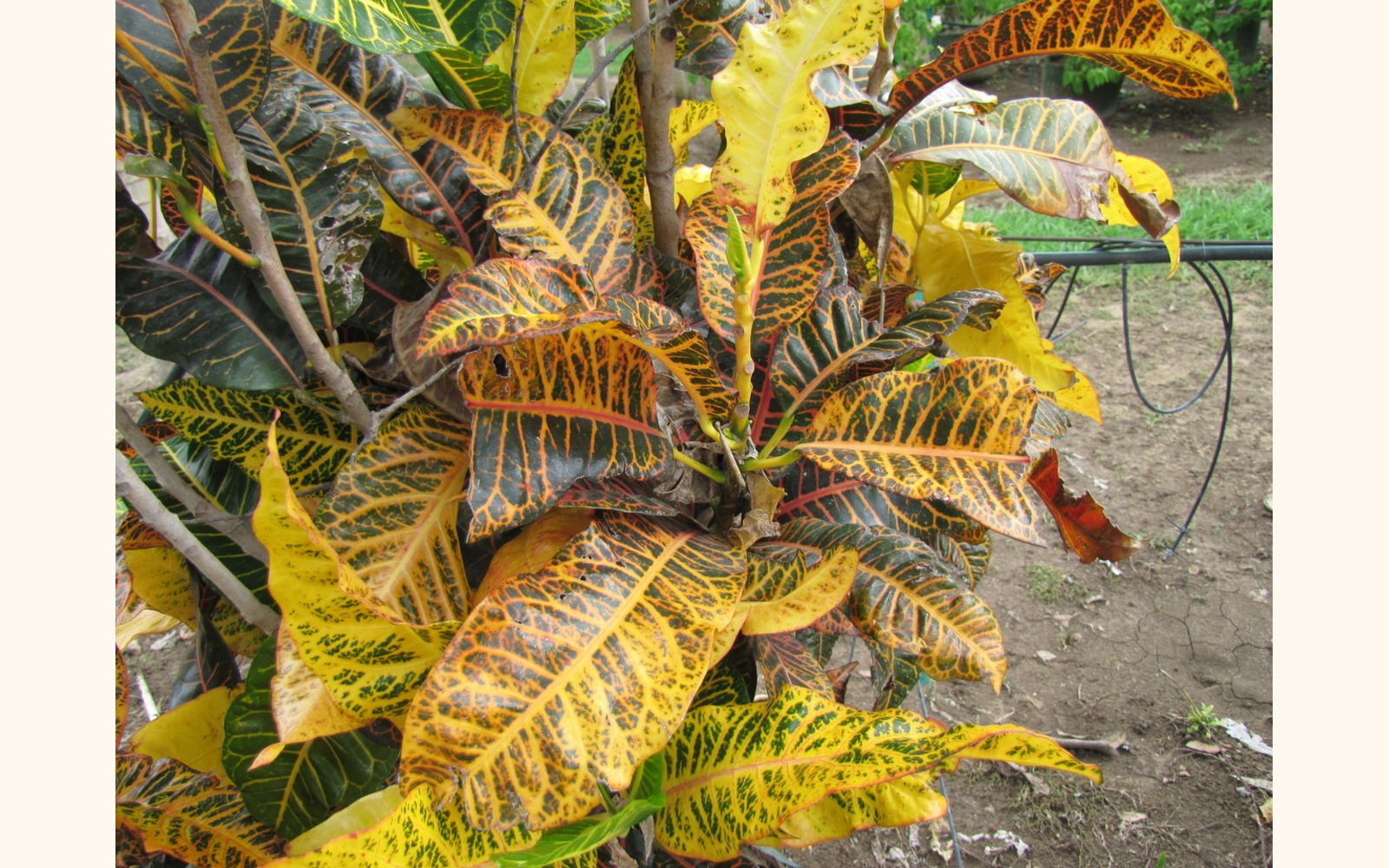 Slider_big_croton_yellow_leaf_2__croton_variegatum_