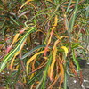 Thumb_croton_multicolor_thin_leaved__croton_variegatum_