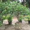 Ruber vine 