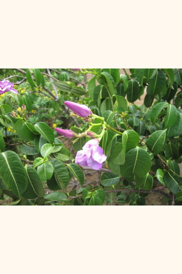 Slider_jalapa_morada__cryptostegia_grandiflora__flower