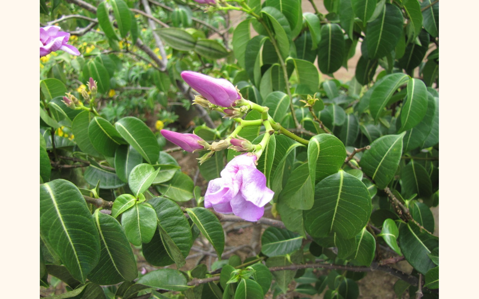 Slider_big_jalapa_morada__cryptostegia_grandiflora__flower