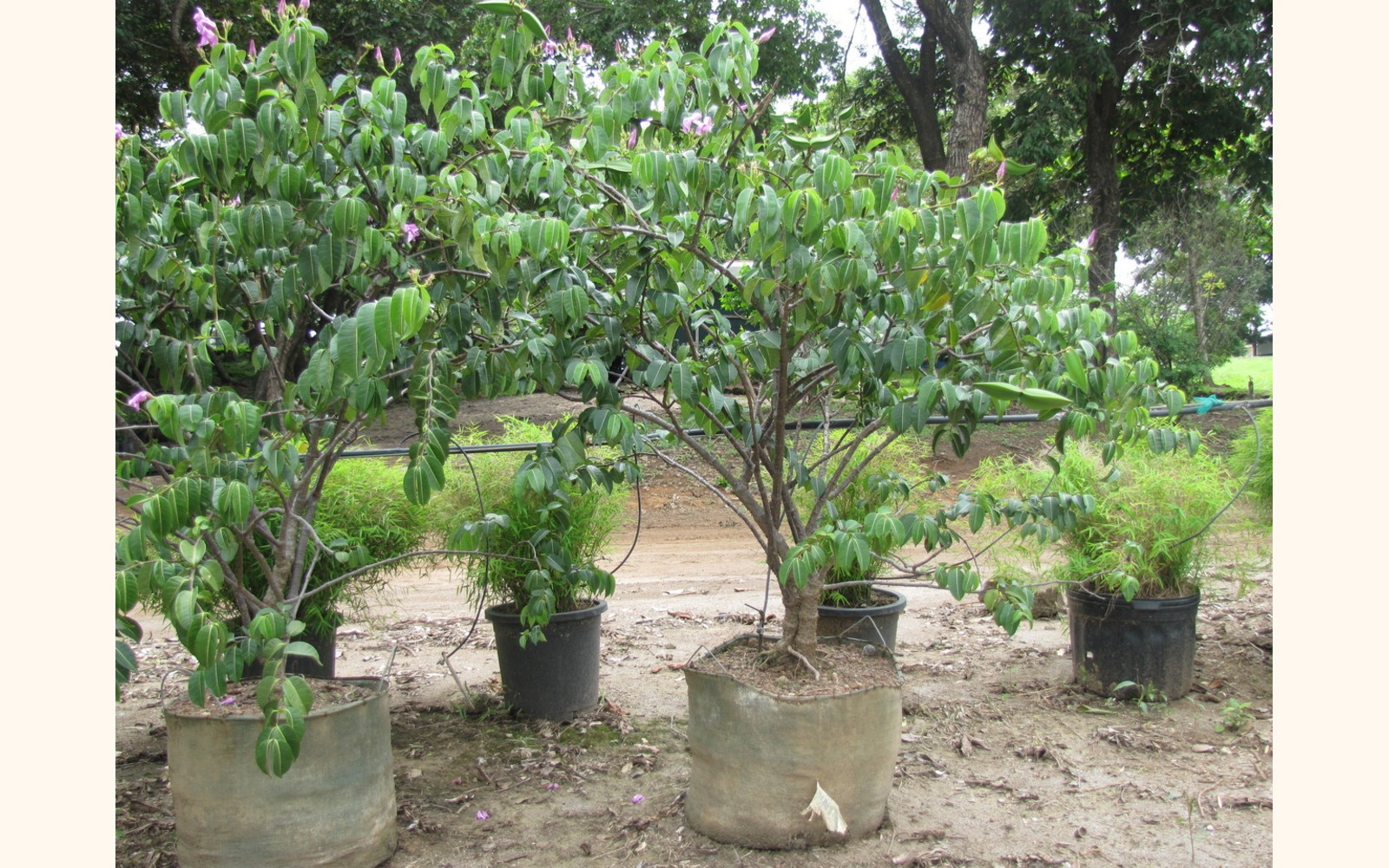 Slider_big_jalapa_morada__cryptostegia_grandiflora_