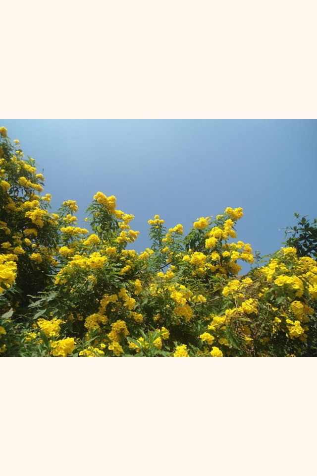 Slider__tecoma_stans__yellow_bell_flowers_at_tenneti_park_02