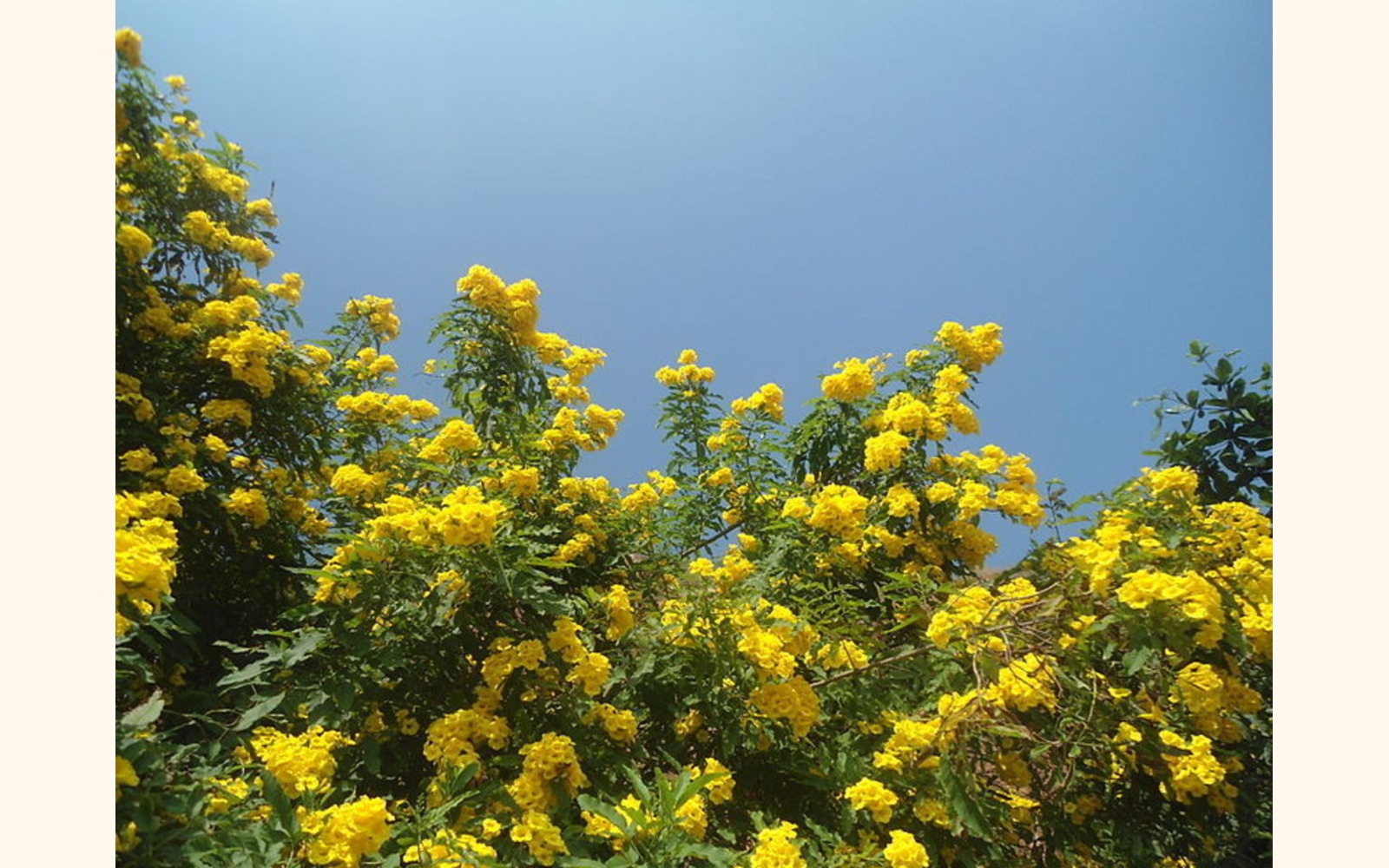 Slider_big__tecoma_stans__yellow_bell_flowers_at_tenneti_park_02