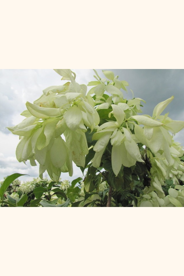 Slider_musseanda_blanca__mussaenda_erythrophylla__white_flower