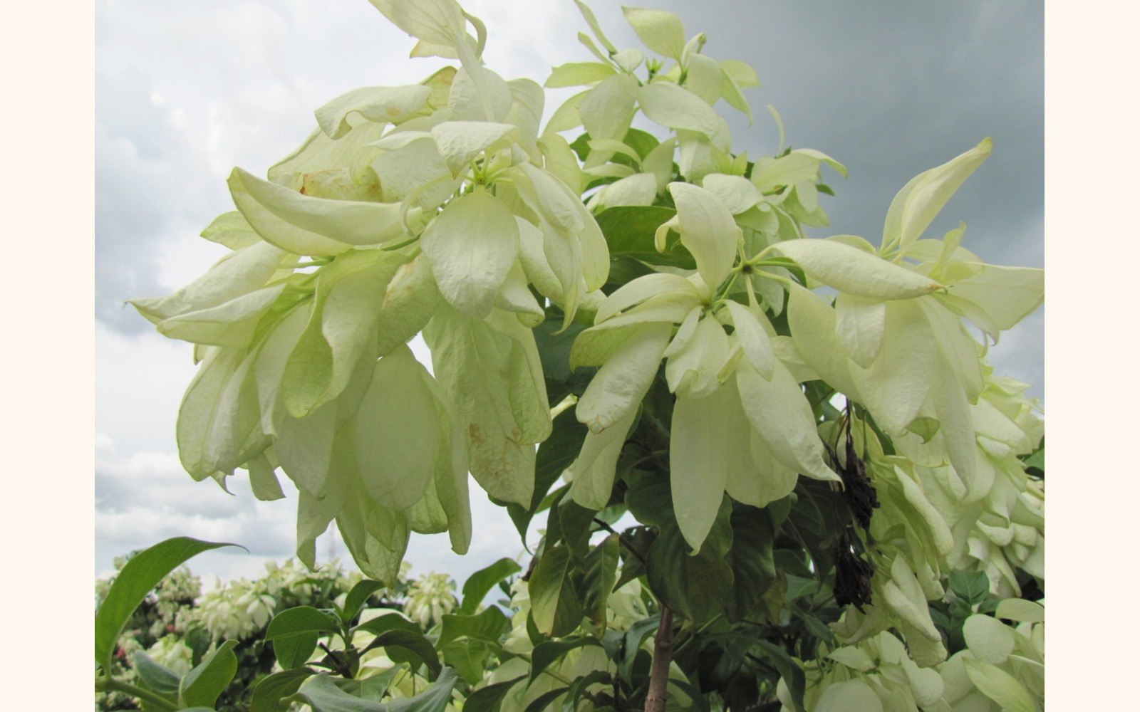 Slider_big_musseanda_blanca__mussaenda_erythrophylla__white_flower