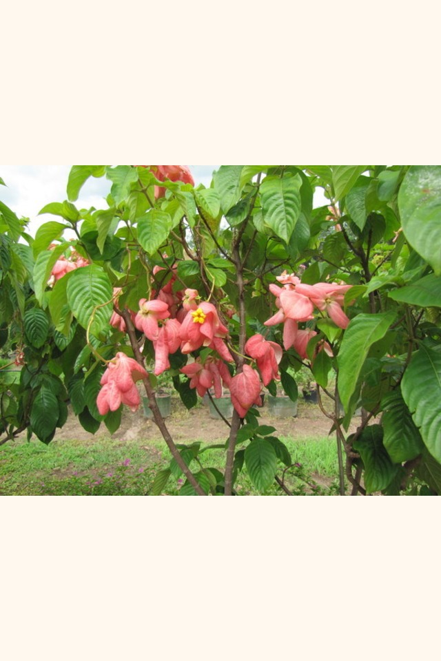 Slider_musseanda_rosada__mussaenda_erythrophylla__pink_flower