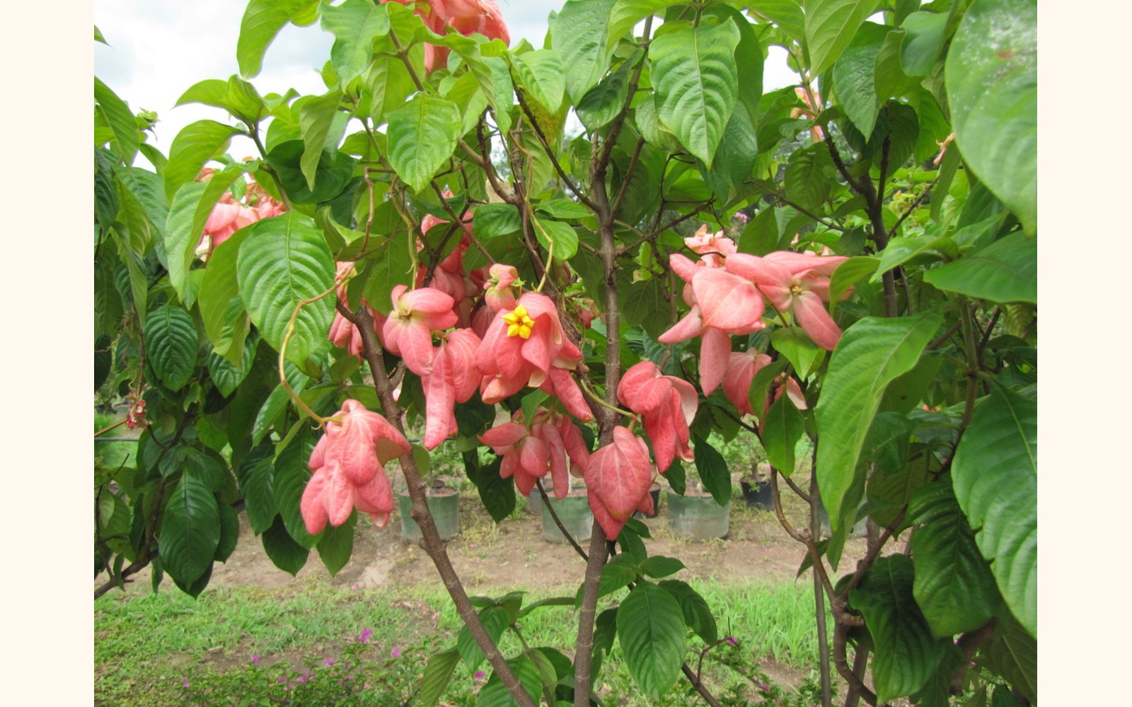 Slider_big_musseanda_rosada__mussaenda_erythrophylla__pink_flower