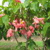 Thumb_musseanda_rosada__mussaenda_erythrophylla__pink_flower