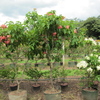 Thumb_musseanda_rosada__mussaenda_erythrophylla__pink