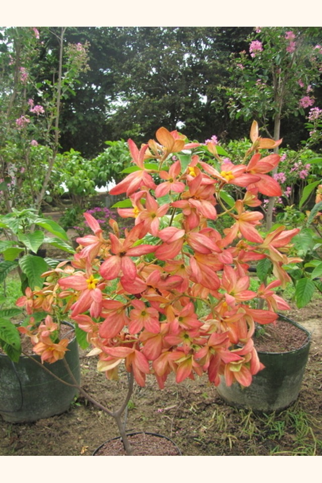 Slider_musseanda_naranja__mussaenda_erythrophylla__flower_