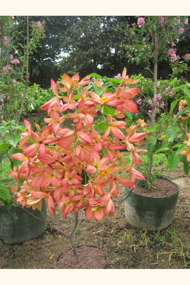 Slider_musseanda_anarajanda__mussaenda_erythrophylla__orange_flower