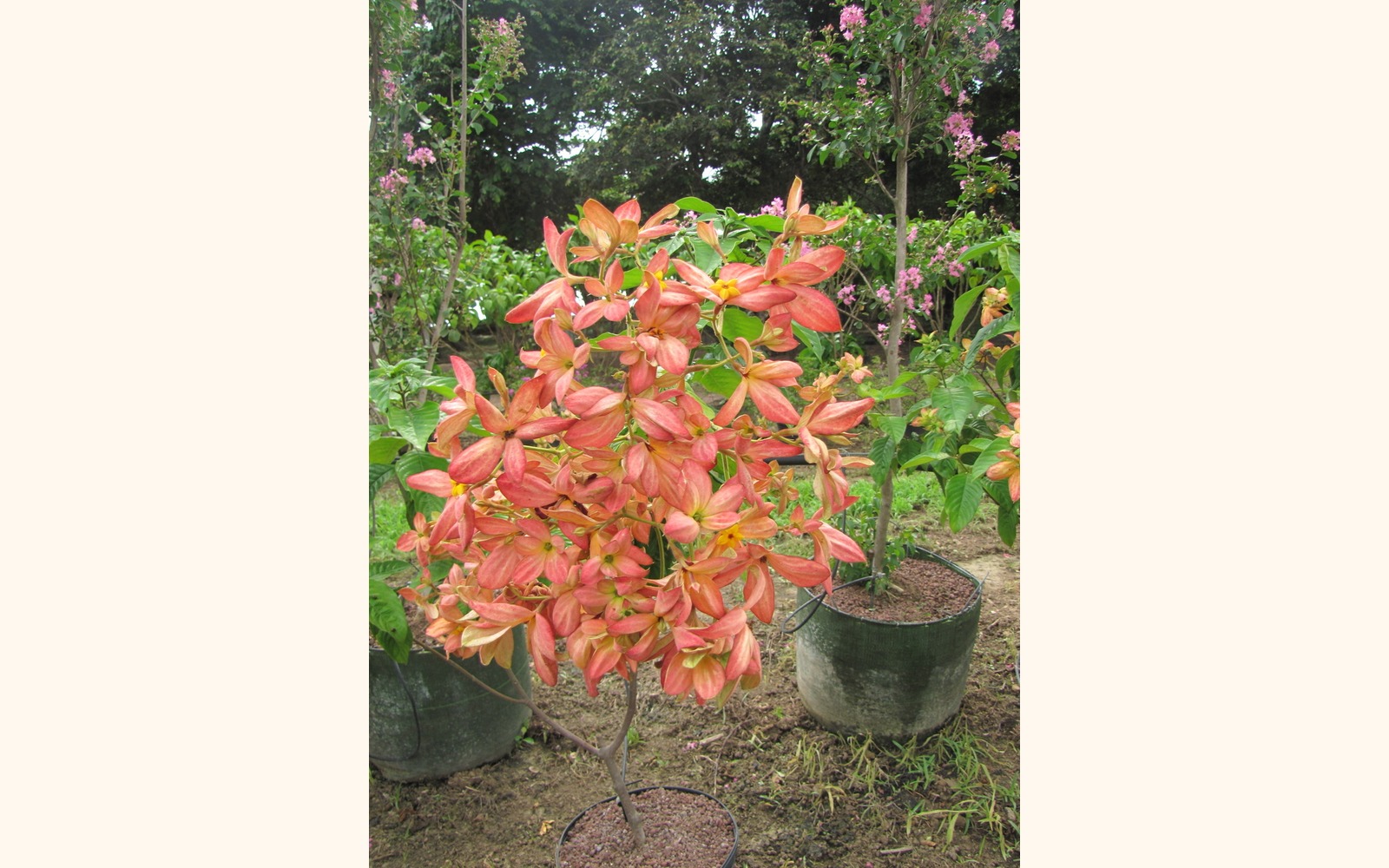 Slider_big_musseanda_anarajanda__mussaenda_erythrophylla__orange_flower