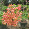 Thumb_musseanda_anarajanda__mussaenda_erythrophylla__orange_flower