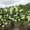 Thumb_musseanda_blanca__mussaenda_erythrophylla__white