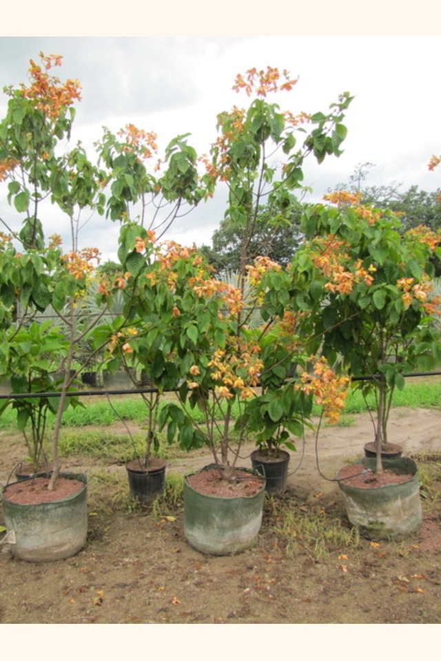 Slider_musseanda_anaranjada__mussaenda_erythrophylla__2