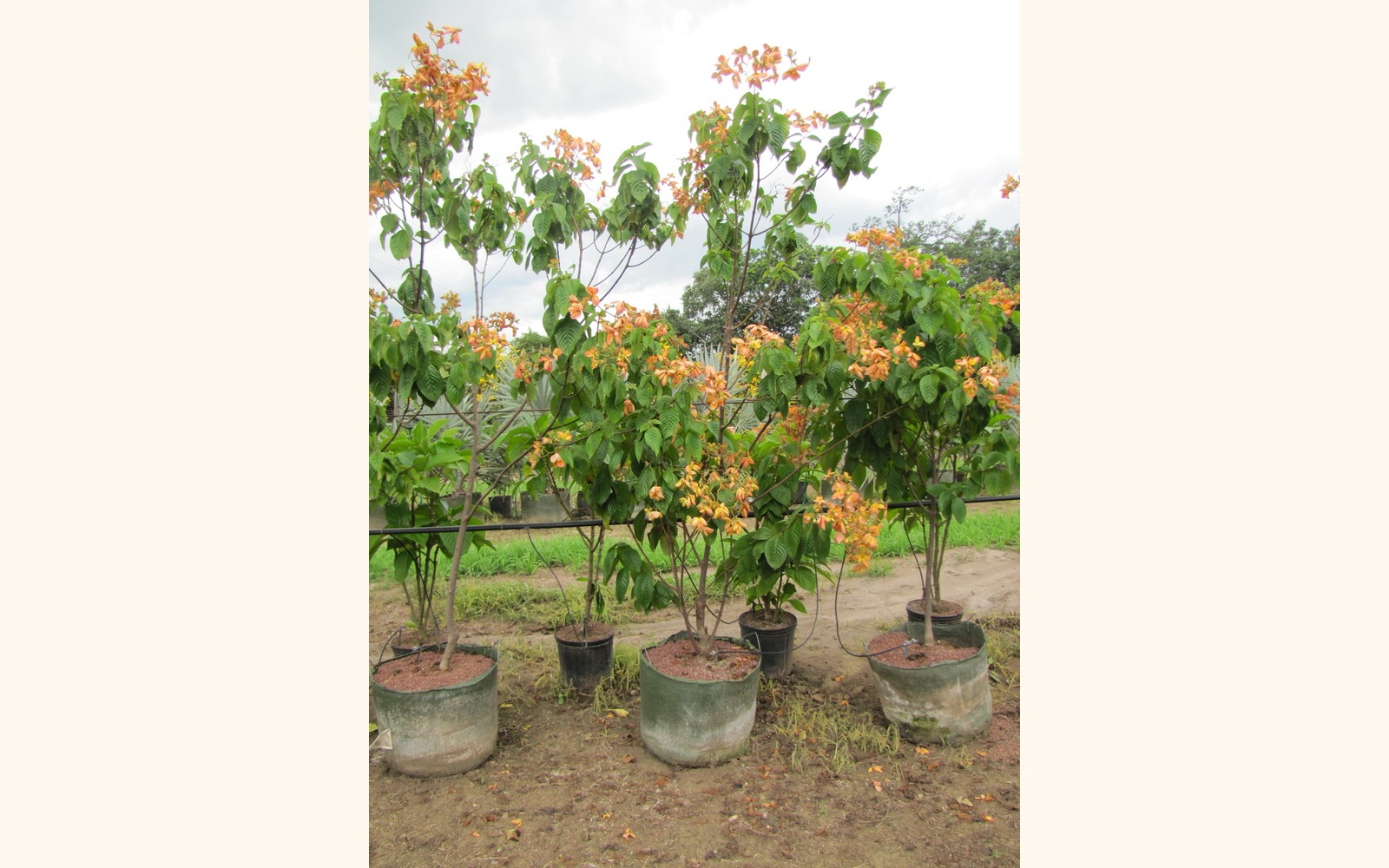 Slider_big_musseanda_anaranjada__mussaenda_erythrophylla__2