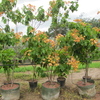 Thumb_musseanda_anaranjada__mussaenda_erythrophylla__2