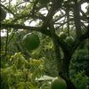 Calabash tree