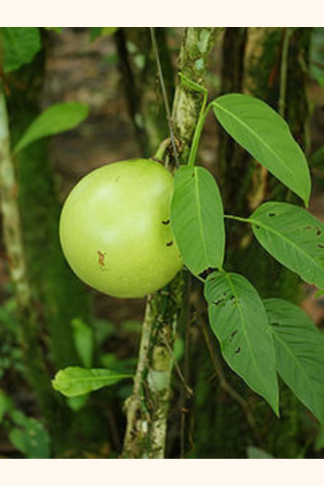 Slider_220px-crescentia_cujete__fruit_and_foilage_-1