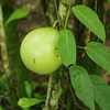 Thumb_220px-crescentia_cujete__fruit_and_foilage_-1