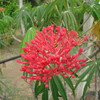 Spicy Jatropha, Peregina