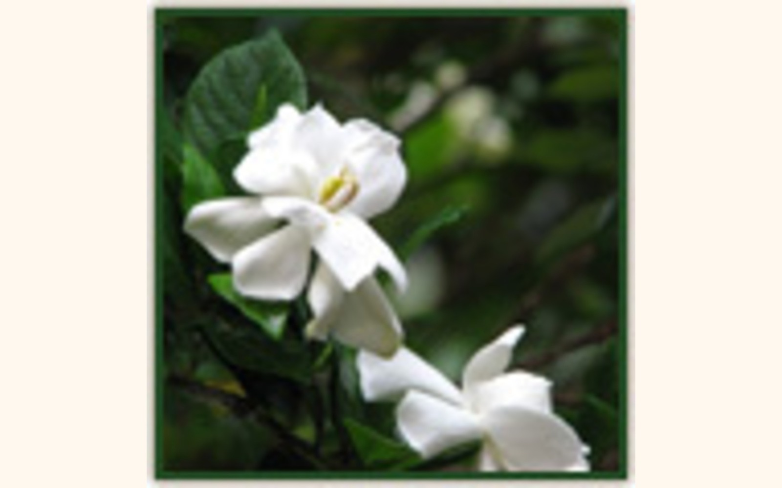 Slider_big_gardenias_june