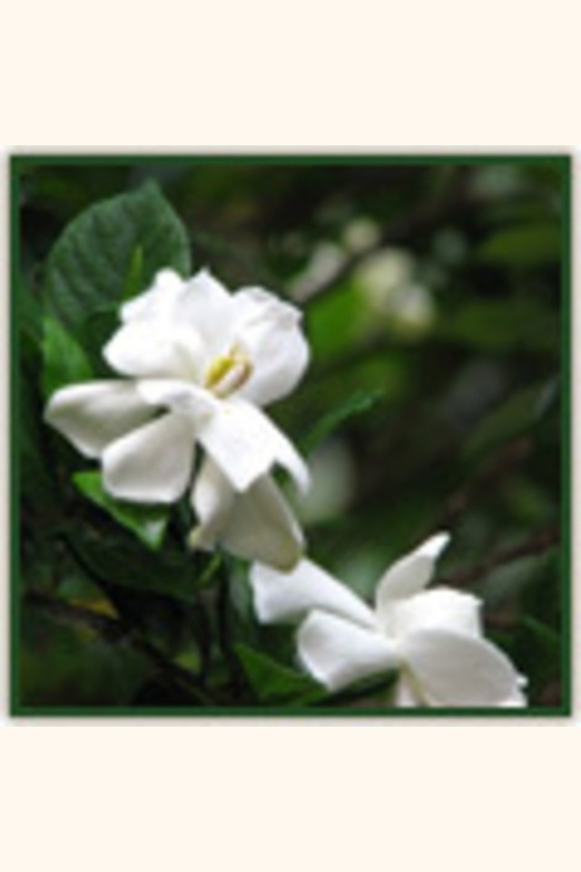 Slider_gardenias_june