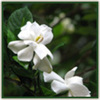 Thumb_gardenias_june