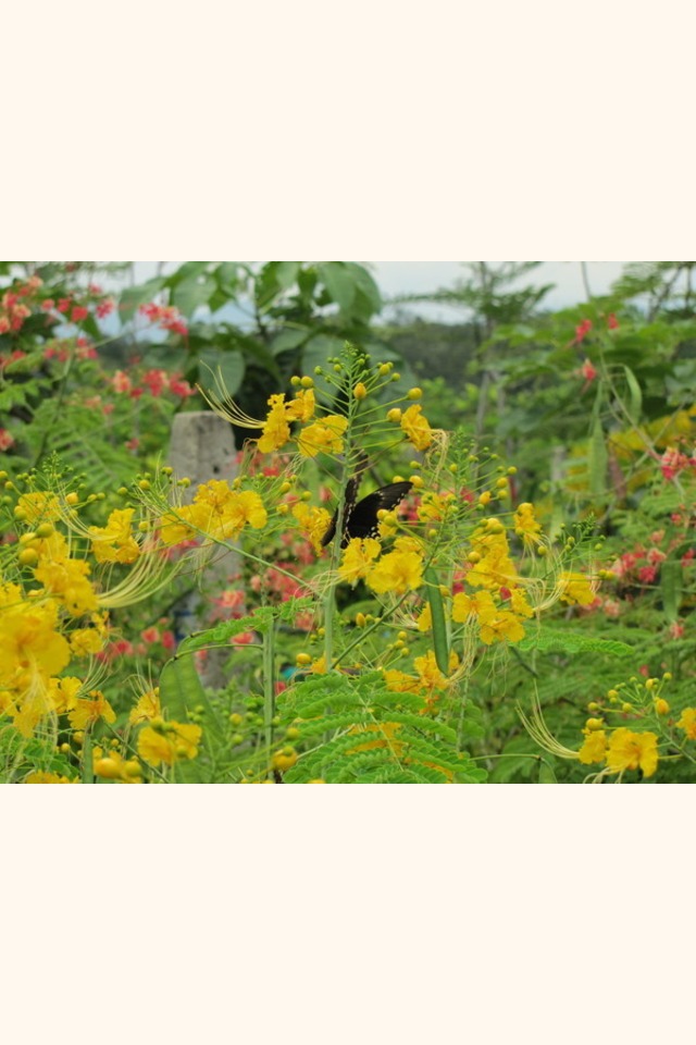 Slider_malinchillo_amarillo__caesalpinia_pulcherrima__flower_2