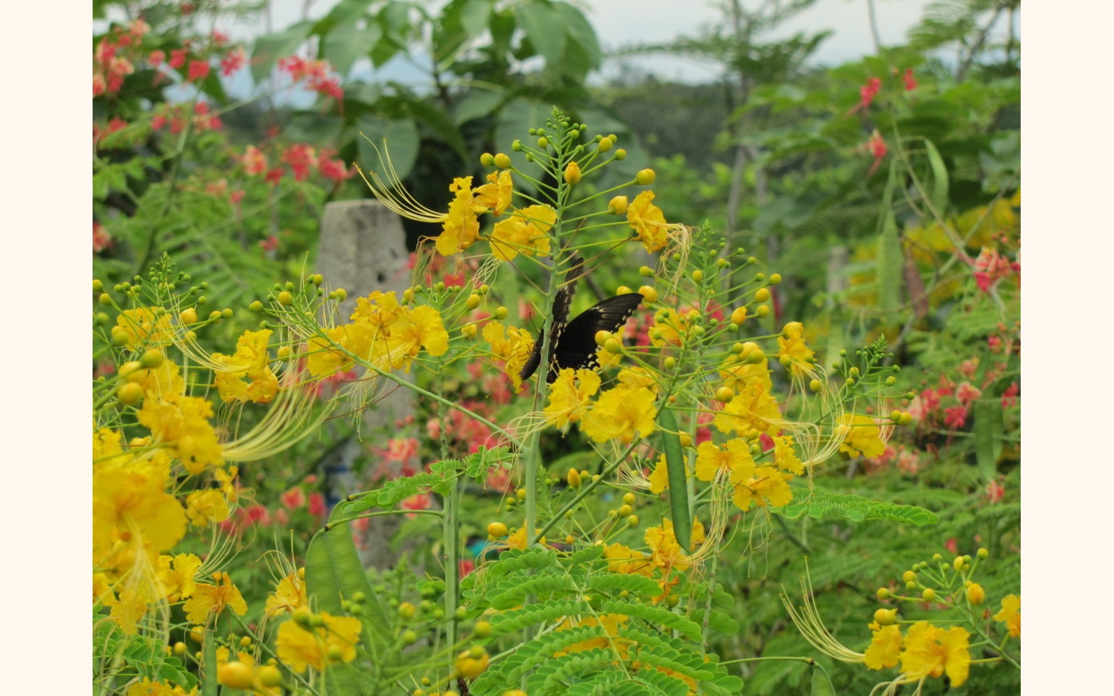 Slider_big_malinchillo_amarillo__caesalpinia_pulcherrima__flower_2