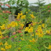 Thumb_malinchillo_amarillo__caesalpinia_pulcherrima__flower_2