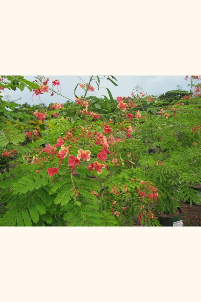 Slider_malinchillo__caesalpinia_pulcherrima__pink_flower