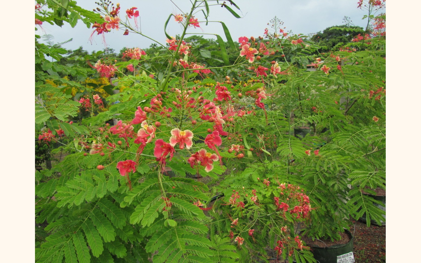 Slider_big_malinchillo__caesalpinia_pulcherrima__pink_flower