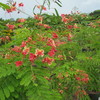 Thumb_malinchillo__caesalpinia_pulcherrima__pink_flower